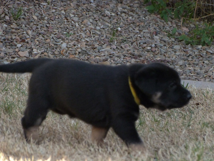 chinook dog